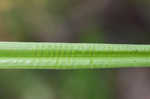 Awlfruit sedge